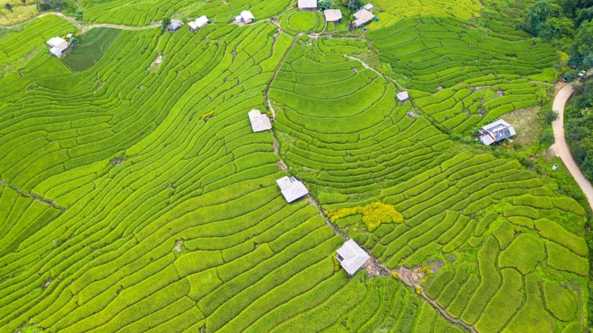 a group of houses sitting on top of a lush green hillside, by Yasushi Sugiyama, pexels contest winner, sumatraism, rice, helicopter view, white, maze-like
