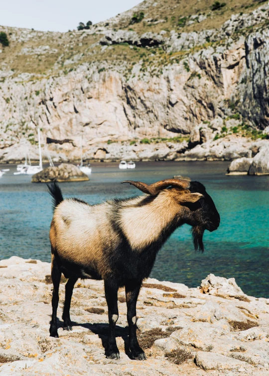 a goat standing on top of a rock next to a body of water, a photo, pexels contest winner, baroque, at a beach party in ibiza, lush surroundings, farming, slightly tanned