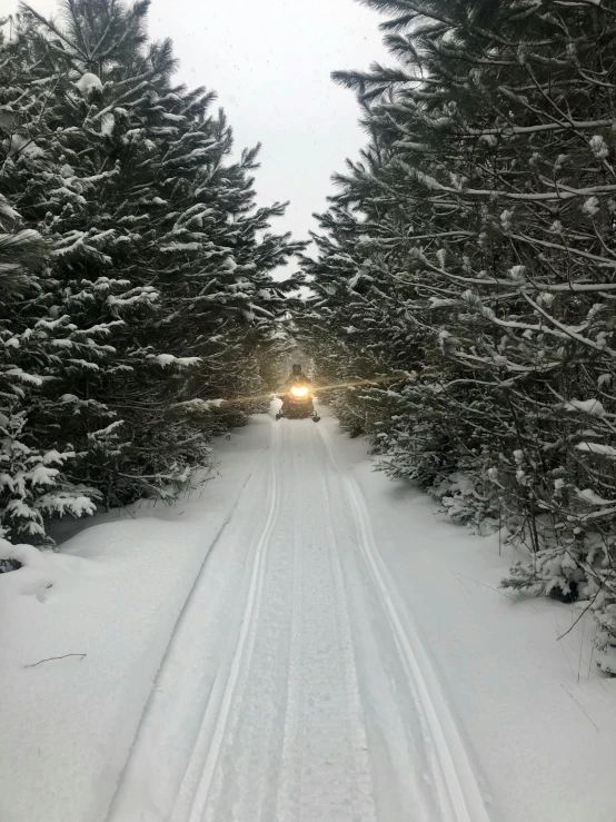 a person riding skis down a snow covered slope, in the middle of the woods, driveway, trees!!, evenly lit