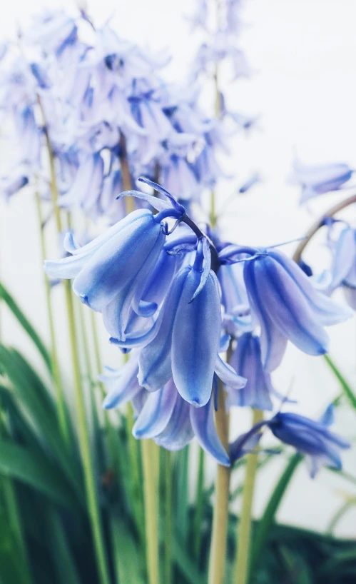 a close up of a bunch of blue flowers, unsplash, on a pale background, shot on sony a 7, hyacinth, made of glazed