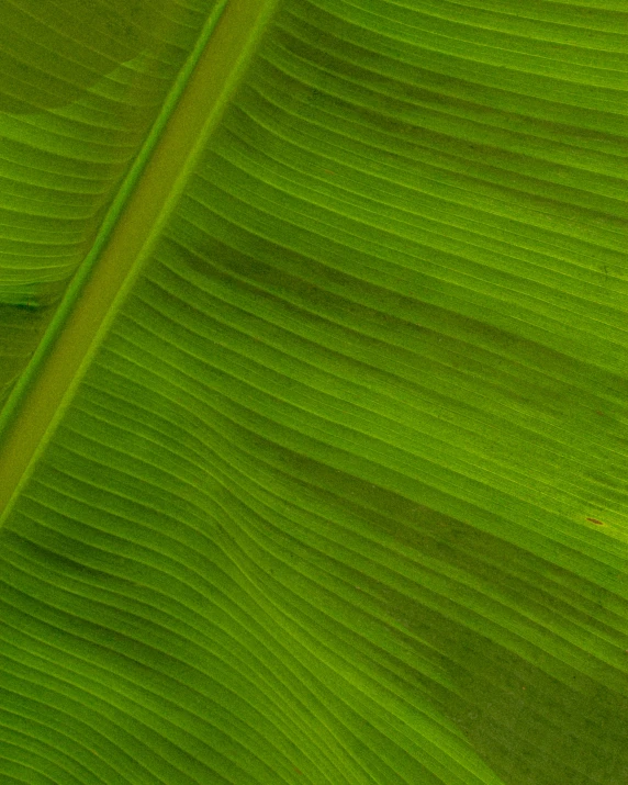 a close up of a green banana leaf, by Jan Rustem, unsplash, square, it\'s name is greeny, high resolution photo, farming