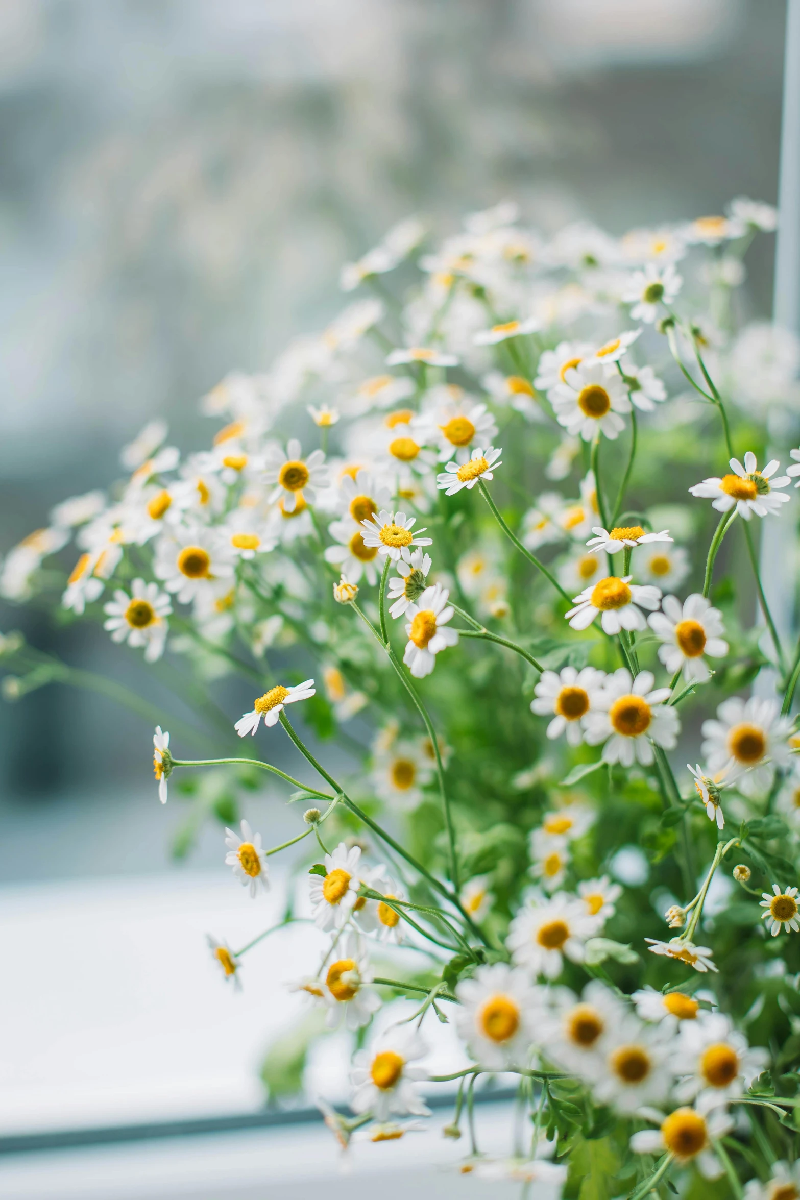 a vase filled with lots of white and yellow flowers, unsplash, chamomile, slight overcast weather, hanging plants, zoomed in