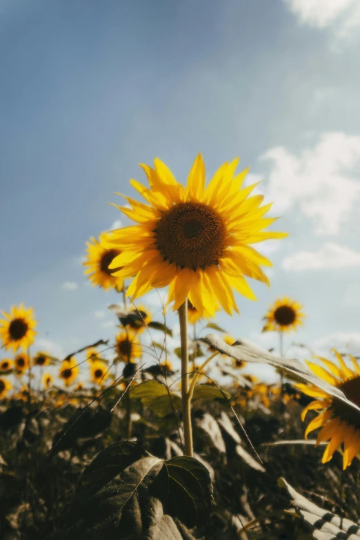 a field of sunflowers under a blue sky, an album cover, trending on unsplash, renaissance, grey, sunny lighting, depicting a flower, no cropping