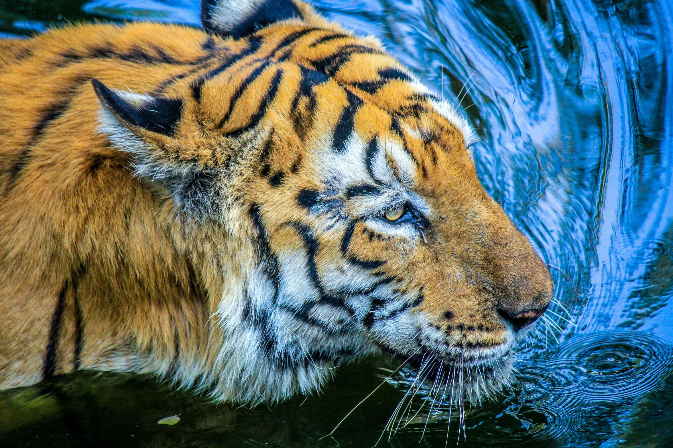 a close up of a tiger in a body of water, posing for the camera