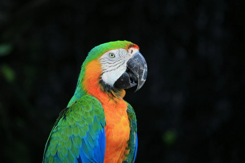 a colorful parrot sitting on top of a tree branch, a portrait, pexels contest winner, chartreuse and orange and cyan, color photograph portrait 4k, blue and green, with a black background