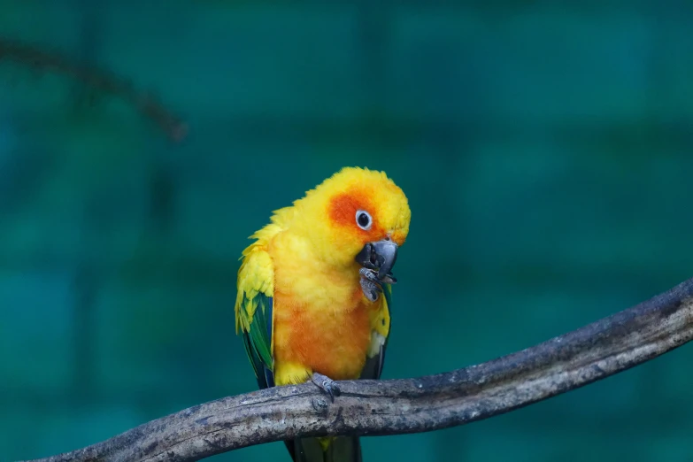 a yellow bird sitting on top of a tree branch, a portrait, pexels contest winner, orange fluffy belly, parrot, emerald, a small