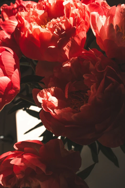 a vase filled with lots of red flowers, pexels contest winner, peony flowers, back light contrast, zoomed in, no cropping