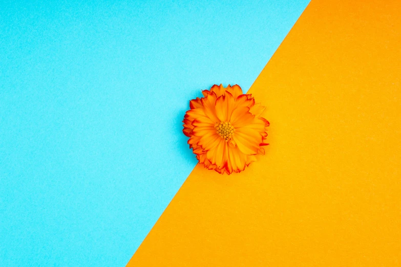 an orange flower on a blue and yellow background, trending on unsplash, postminimalism, material design, two colors, one contrasting small feature, orange and cyan paint decals