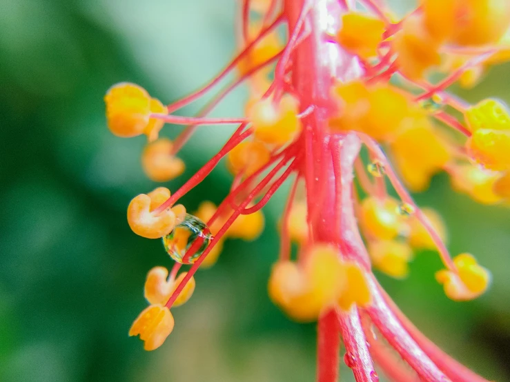 a close up of a red and yellow flower, pexels contest winner, hurufiyya, wearing gilded ribes, exotic trees, tiny insects, hanging