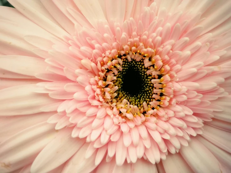 a close up of a large pink flower, pexels contest winner, daisy, highly microdetailed, birds eye view, infinite intricacy