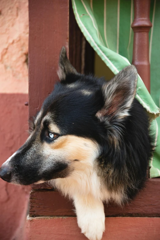 a close up of a dog looking out of a window, black ears, narrow blue grey eyes, peruvian looking, a dingo mascot