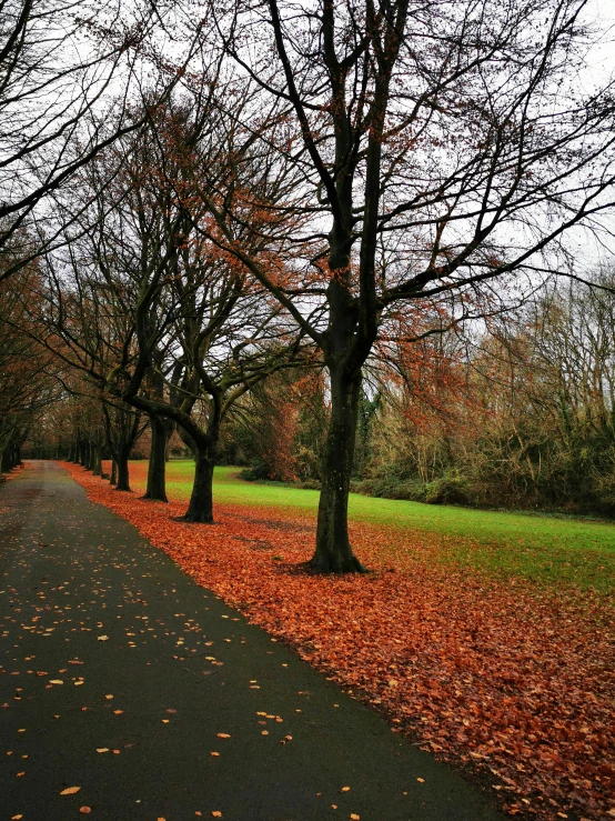 a row of trees on the side of a road, by Anna Findlay, orange and brown leaves for hair, just after rain, in a park, today\'s featured photograph 4k