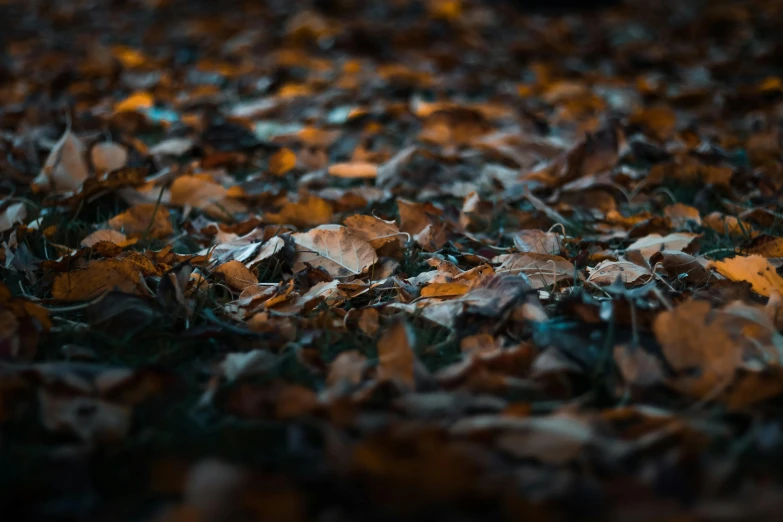 a bunch of leaves laying on the ground, an album cover, inspired by Elsa Bleda, pexels contest winner, soft light.4k, ignant, cryengine render 8 k, shallow depth or field