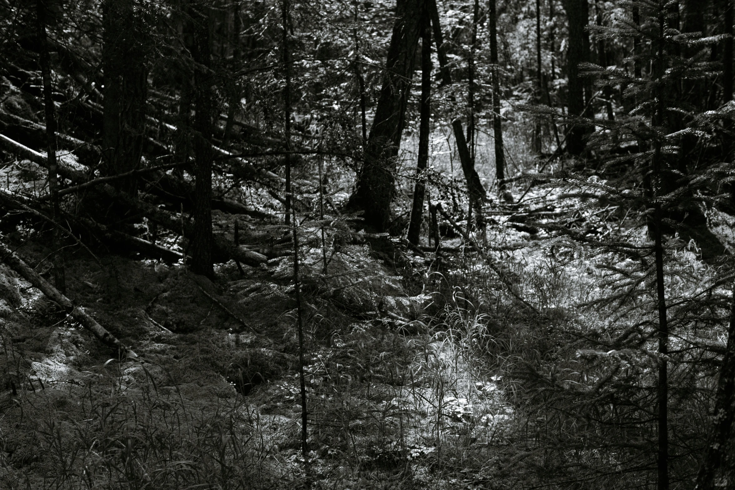 a black and white photo of a forest, tonalism, small creek, photorealist, ignant, forest floor