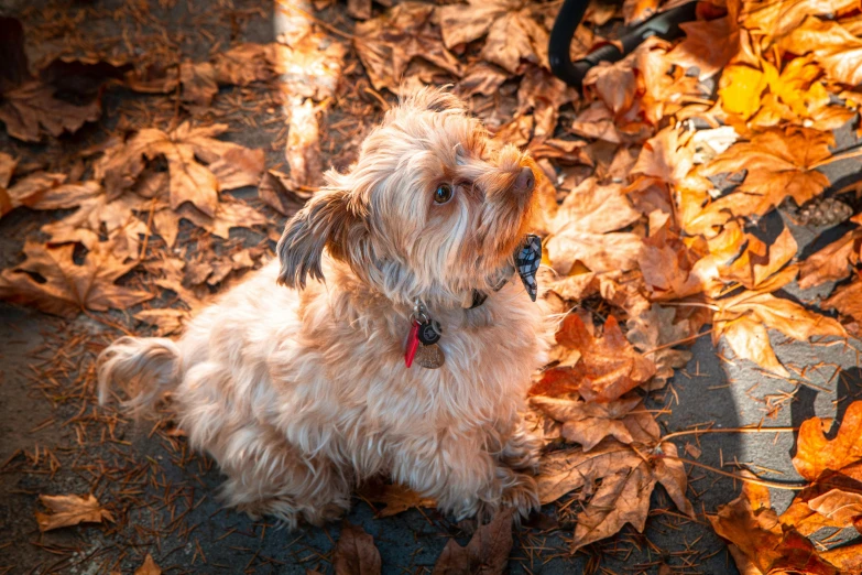 a small brown dog sitting on top of a pile of leaves, a portrait, pexels, baroque, square, thumbnail, malt, portrait image