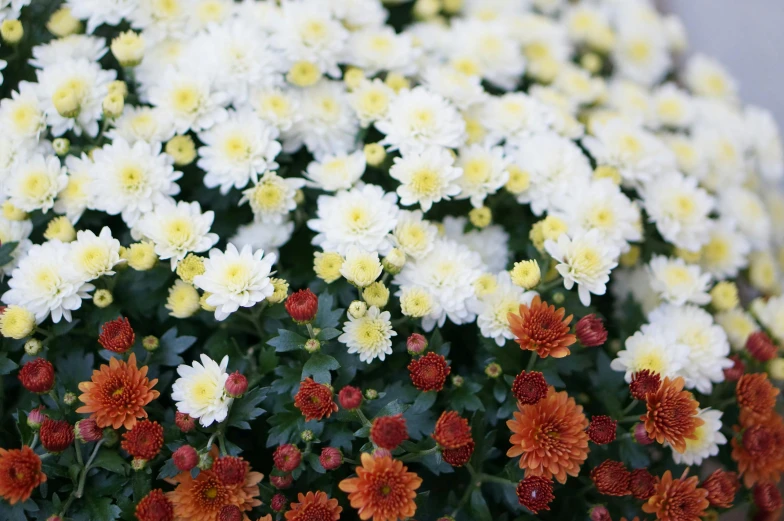 a pot filled with lots of white and orange flowers, a picture, unsplash, sōsaku hanga, chrysanthemum eos-1d, color image, yellows and reddish black, ornamental