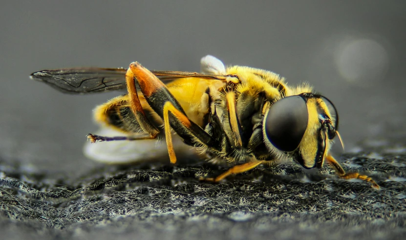 a close up of a bee on the ground, pexels contest winner, photorealism, on grey background, avatar image, drone photography, 4k'