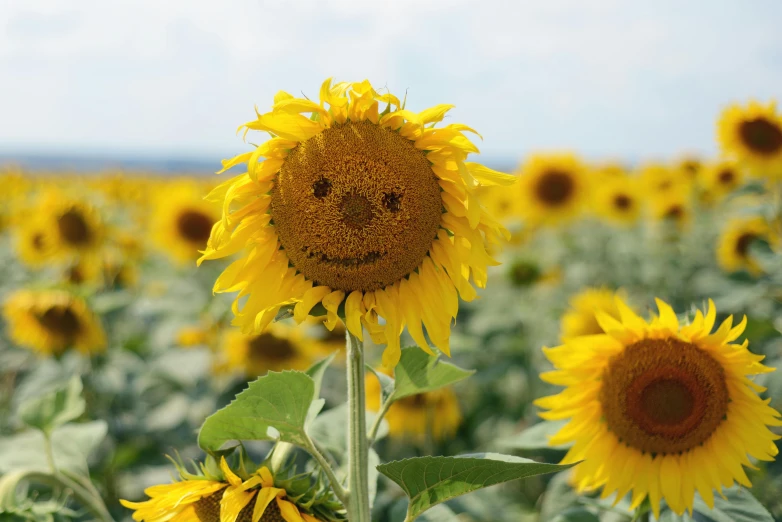 a field of sunflowers with a smiley face drawn on it, pexels contest winner, smiling spartan, slightly tanned, slide show, flowers growing out of its head