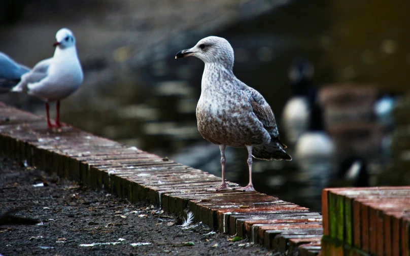 a group of seagulls standing next to a body of water, by Jan Tengnagel, pexels contest winner, near a jetty, standing bird, grey, ready to eat