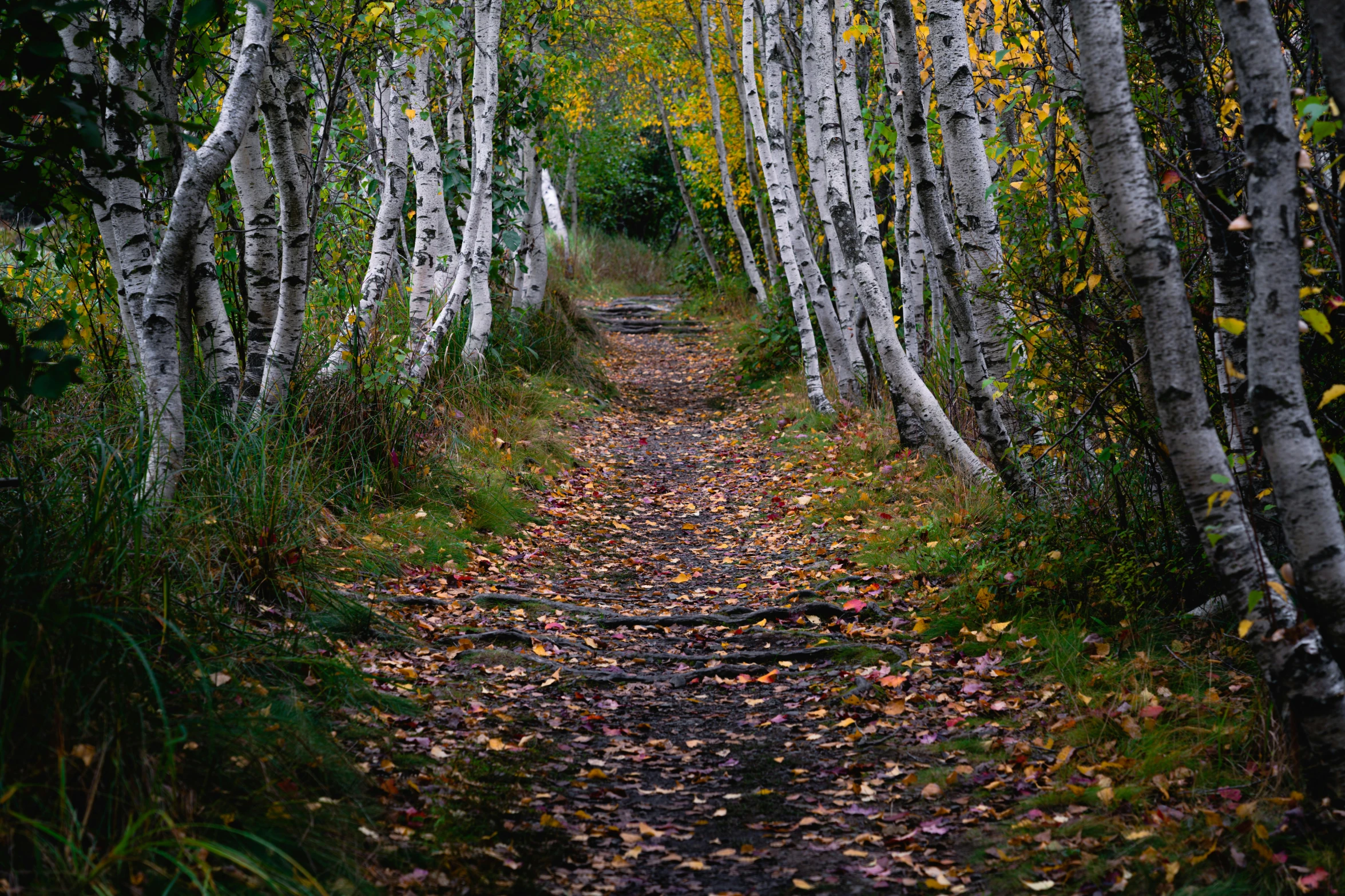 a path through a forest filled with lots of trees, by Jaakko Mattila, unsplash, land art, birches, fall leaves on the floor, glacier national park, 2 5 6 x 2 5 6 pixels