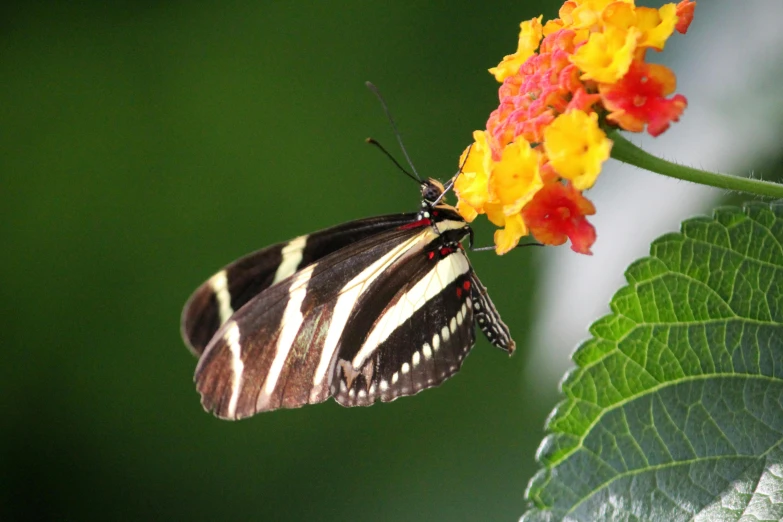 a close up of a butterfly on a flower, black stripes, slide show, no cropping, fan favorite