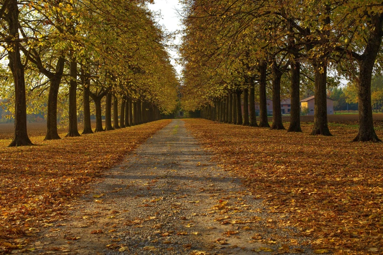 a dirt road lined with lots of trees, an album cover, by Eglon van der Neer, pixabay, visual art, autumn leaves on the ground, royal garden landscape, infinitely long corridors, touches of gold leaf