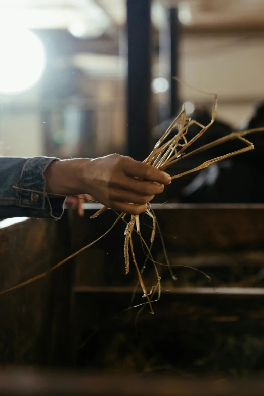 a close up of a person holding a bunch of straw, by Jessie Algie, renaissance, working in the forge, ignant, a wooden, a handsome