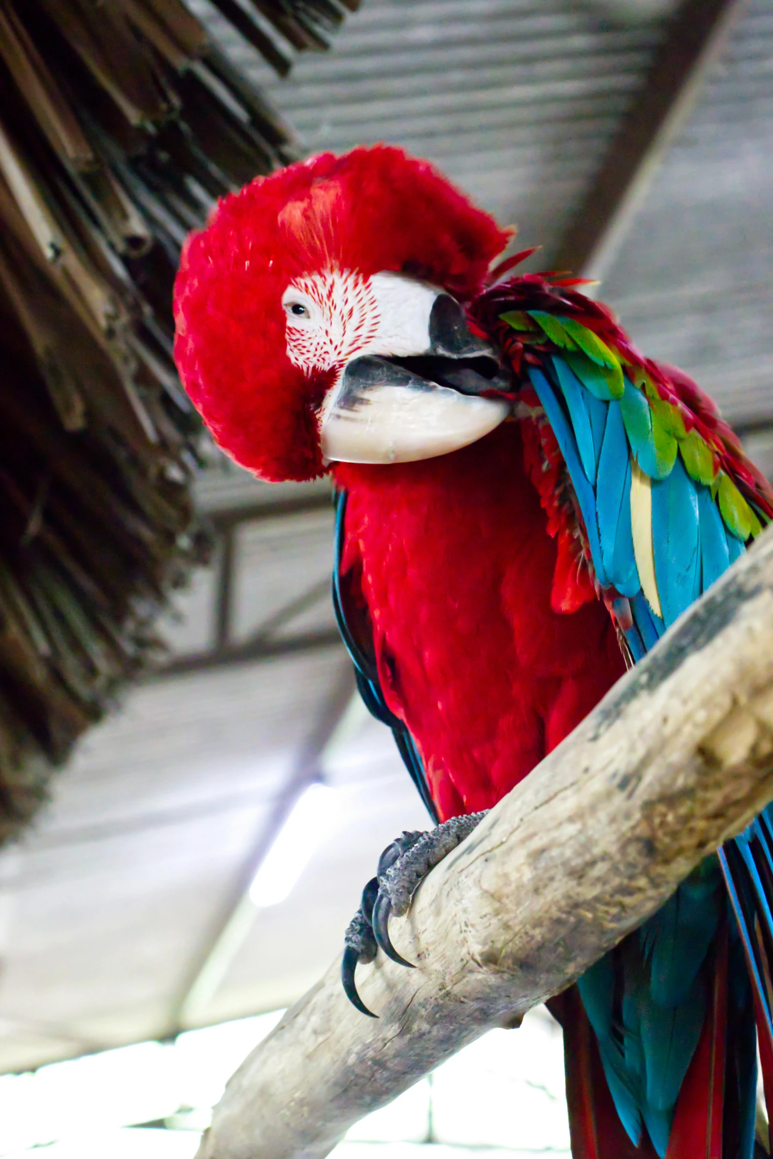 a red parrot sitting on top of a tree branch, on display, on stilts, up-close, covered in feathers