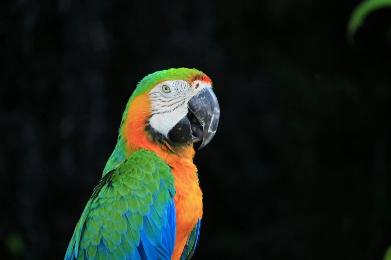 a colorful parrot sitting on top of a tree branch, a portrait, pexels contest winner, chartreuse and orange and cyan, with a black background, green and blue, taken in the early 2020s