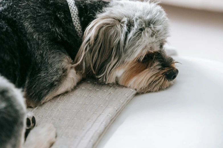 a dog that is laying down on a couch, by Emma Andijewska, trending on pexels, bedhead, bending down slightly, grey, smooth tiny details