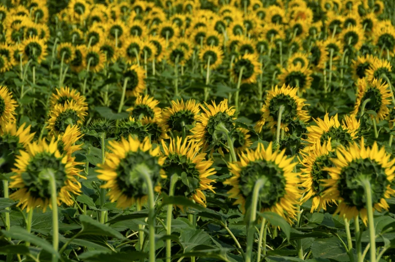 a field of sunflowers on a sunny day, by Yasushi Sugiyama, precisionism, colour photograph, highly realistic”