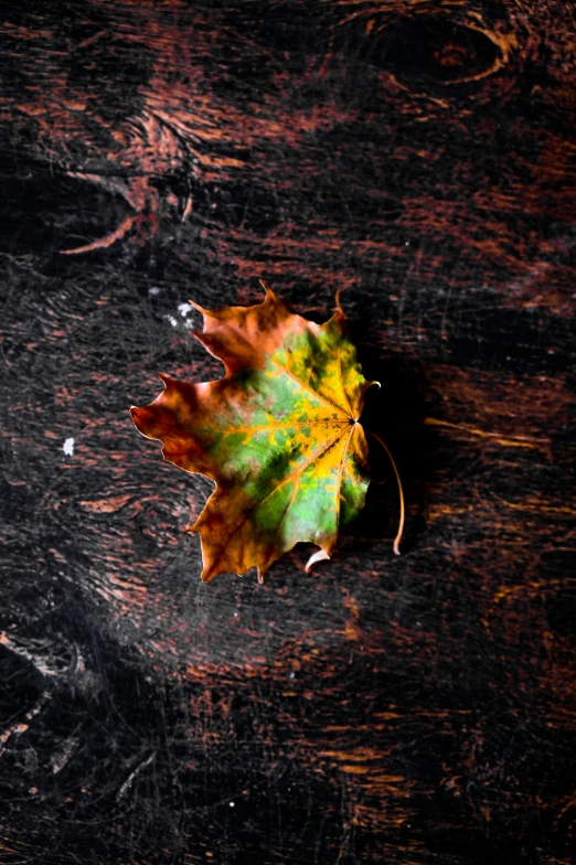 a close up of a leaf on a table, inspired by Elsa Bleda, trending on pexels, square, multicoloured, wooden, dark. no text