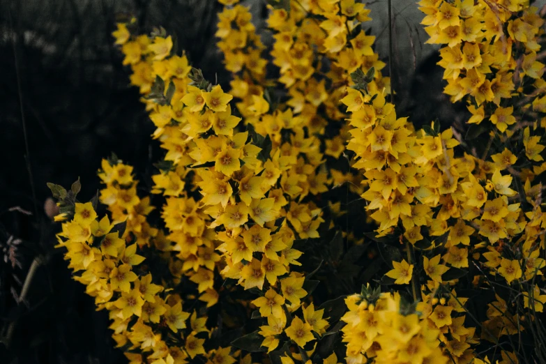 a bunch of yellow flowers sitting on top of a lush green field, unsplash, hurufiyya, covered in flame porcelain vine, manuka, against dark background, desert flowers