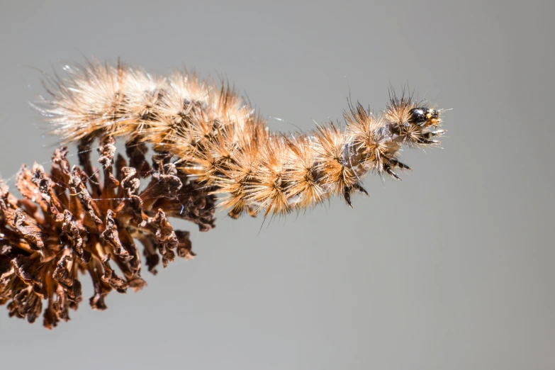 a close up of a plant with pine cones, a macro photograph, by Robert Brackman, hurufiyya, the caterpillar, highly detailed fur, thumbnail, side profile view