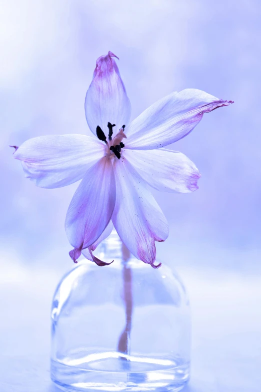 a close up of a flower in a glass vase, a macro photograph, by Julian Allen, unsplash, romanticism, pastel blue, dressed in purple, today\'s featured photograph 4k, single figure