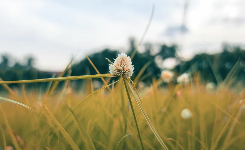 a close up of a flower in a field, a macro photograph, unsplash, rocky grass field, instagram picture, view from ground, high quality image