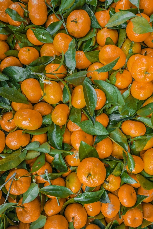 a large pile of oranges with green leaves, vibrant foliage, amsterdam, top - down photograph, vivid)