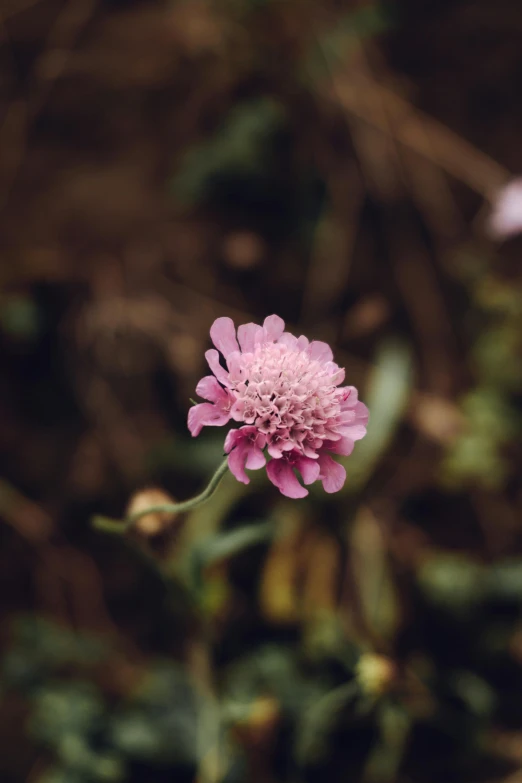 a pink flower sitting on top of a lush green field, a macro photograph, by Elsa Bleda, unsplash, renaissance, curly haired, small, cinematic shot ar 9:16 -n 6 -g, portrait of small