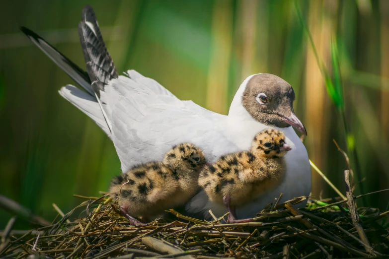 a couple of birds sitting on top of a nest, a portrait, by Jan Tengnagel, shutterstock contest winner, majestic big dove wings, with chicks, 500px, bird legs