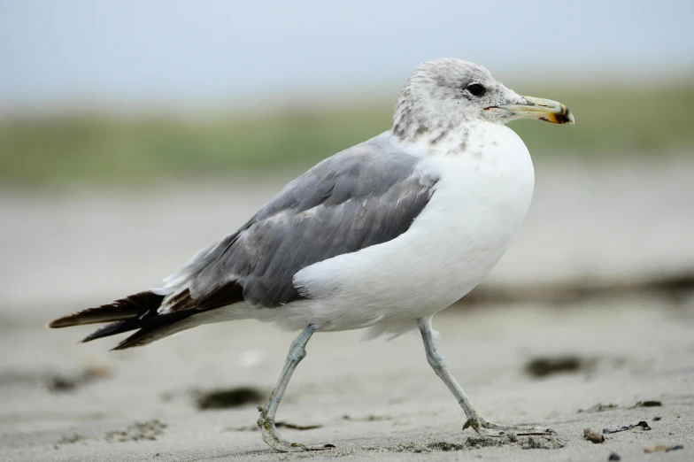 a close up of a bird on a beach, grey, white, lightweight, ready to eat