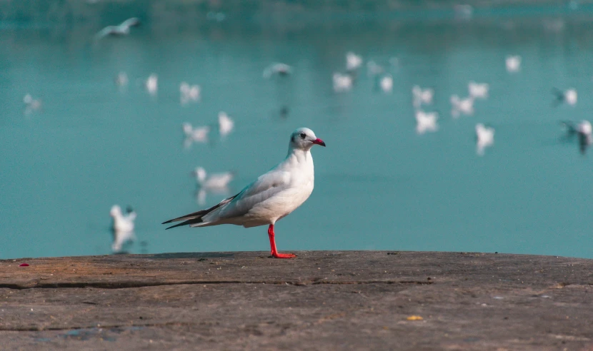 a white bird standing on a rock next to a body of water, pexels contest winner, seagulls, pigeon, white and red color scheme, a handsome