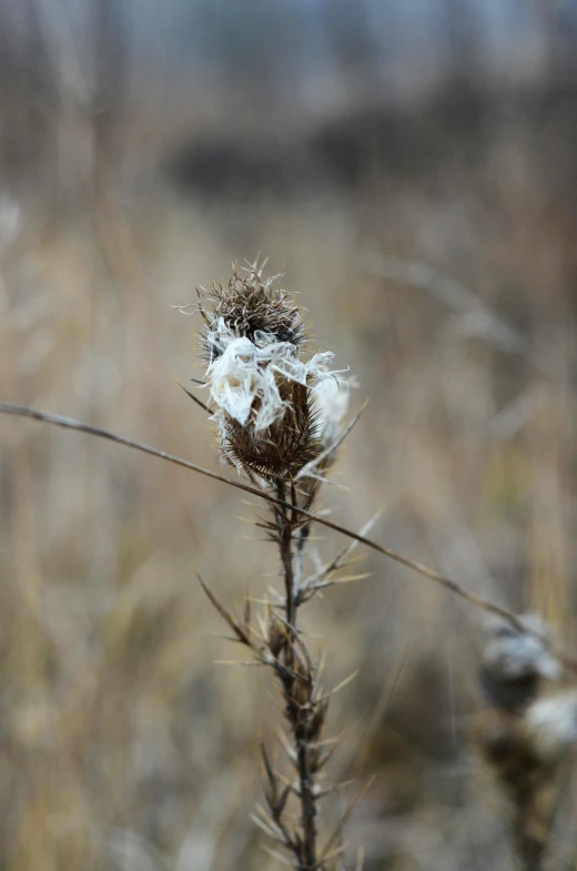 a close up of a plant in a field, by Attila Meszlenyi, fluffy, late autumn, prairie landscaping, tattered