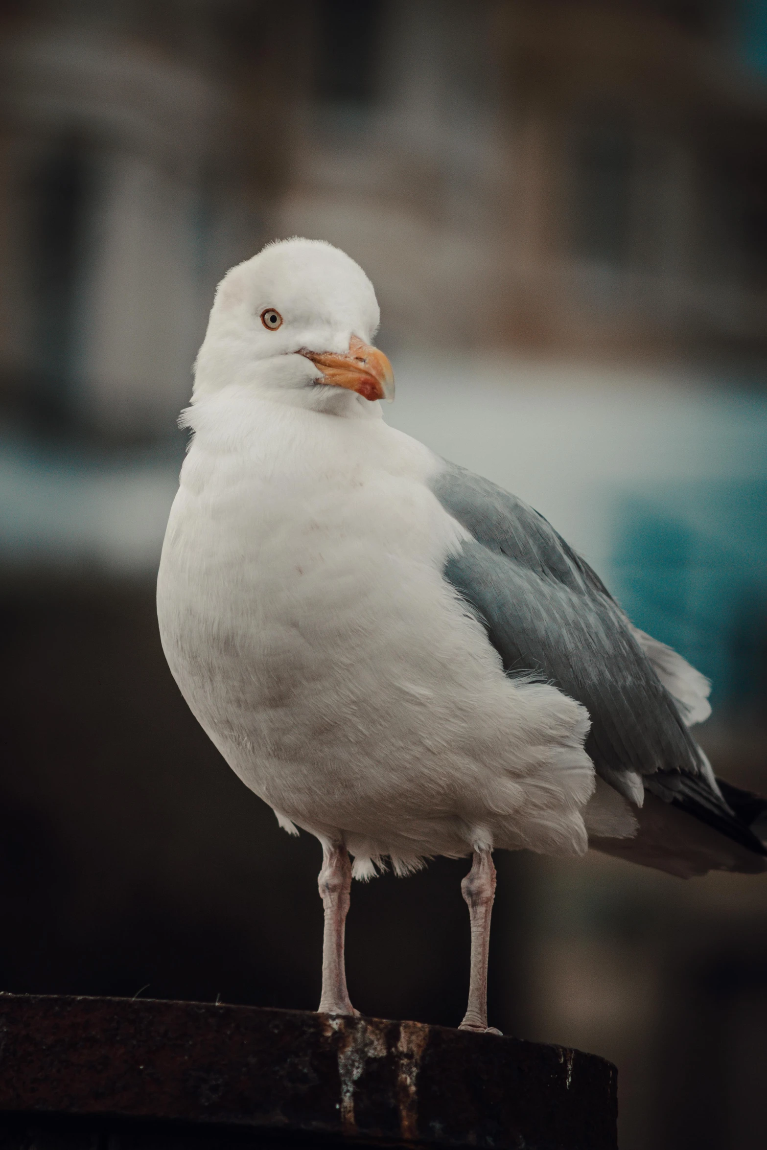 a seagull sitting on top of a wooden post, trending on pexels, arabesque, smirking at the camera, subject= duck, street photo, rounded beak