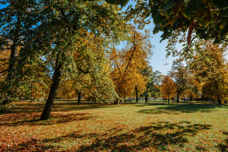 a park filled with lots of trees covered in leaves, by Sebastian Spreng, pexels contest winner, park on a bright sunny day, today\'s featured photograph 4k, linden trees, thumbnail