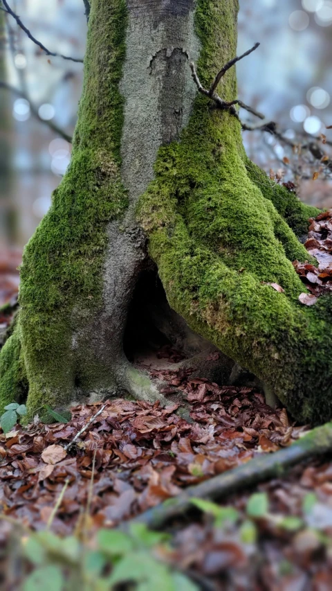 a close up of a moss covered tree trunk, an album cover, inspired by Andy Goldsworthy, pexels contest winner, hobbit hole, autumnal, totoro hiding behind tree, hoofs