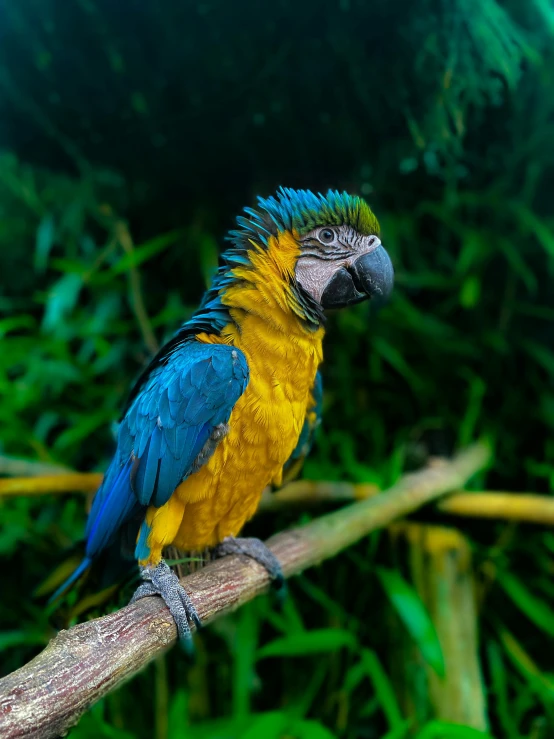 a blue and yellow parrot sitting on a branch, a portrait, pexels contest winner, sumatraism, in a jungle environment, avatar image