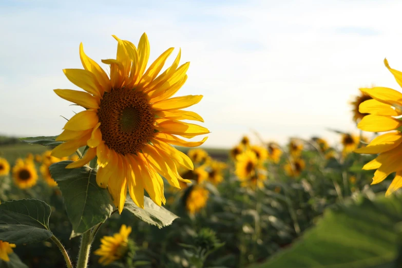 a field of sunflowers on a sunny day, unsplash, lit from the side, high quality product image”