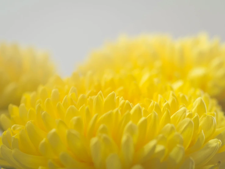 a close up of a bunch of yellow flowers, a macro photograph, unsplash, minimalism, chrysanthemum eos-1d, rendered in povray, ready to eat, detail shot