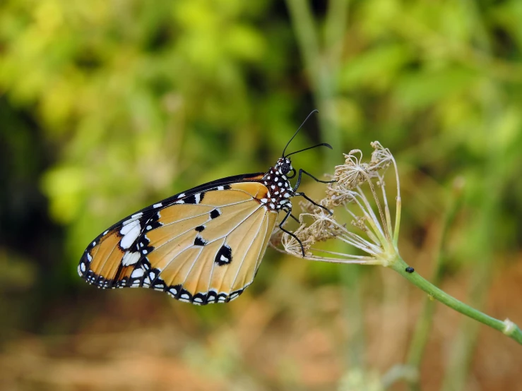 a close up of a butterfly on a flower, avatar image, assamese, doing an elegant pose, sprawling