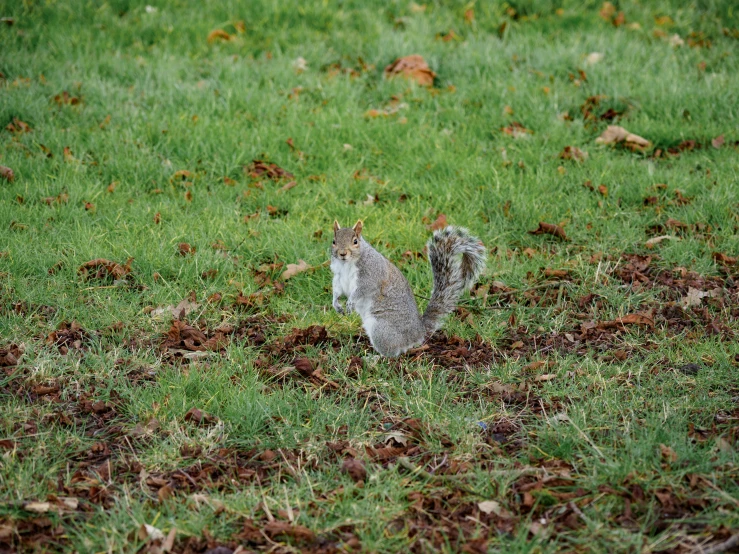 a squirrel standing on top of a lush green field, martin parr, autumnal, grey, small
